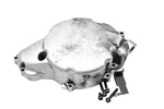 02 Yamaha Roadstar VX1600 Stator Cover. Fixed Price $39.99.