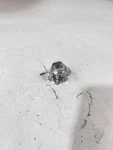 2022 Ktm 250SXF Oem Shift Drum 79034012000 #234. Fixed Price $41.99.
